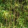 Alphonse Karr Bamboo