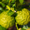 Makrut Thai Lime