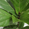Ficus Lyrata "Fiddle Leaf Fig"