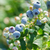 Sweetheart Blueberry