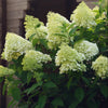 Limelight Hydrangea Tree
