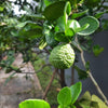 Makrut Thai Lime