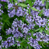 20 BLUE Surprise WOODRUFF ASPERULA Orientalis Azura Fragrant Herb Flower Seeds