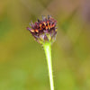 50 RAYLESS SUNFLOWER Helianthus Radula aka Pineland or Stiff Sunflower US Native Yellow Purple Brown Flower Seeds