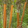 Cinnamon Tree