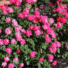Pink Double Knock Out® Rose