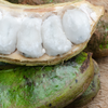 Ice Cream Bean (Inga edulis)
