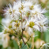 Ice Cream Bean (Inga edulis)