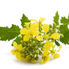 1000 YELLOW MUSTARD Brassica Juncea Vegetable Herb Seeds