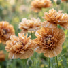 100 Flemish Antique PEONY POPPY MIXED Colors  Papaver Peoniflorum Flower Seeds