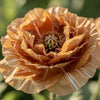100 Flemish Antique PEONY POPPY MIXED Colors  Papaver Peoniflorum Flower Seeds