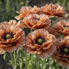 100 Flemish Antique PEONY POPPY MIXED Colors  Papaver Peoniflorum Flower Seeds