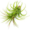 Tillandsia Ionantha Guatemala Air Plants