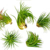 Tillandsia Ionantha Guatemala Air Plants