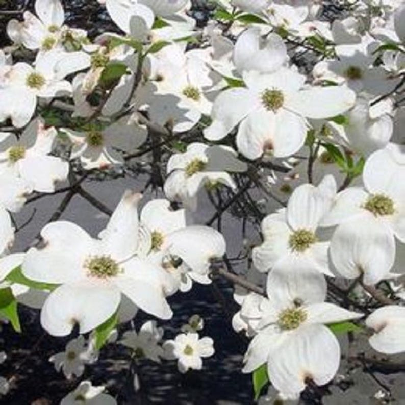 Dogwood Trees - Your Choice of Varieties - Cornus (Dogwood)