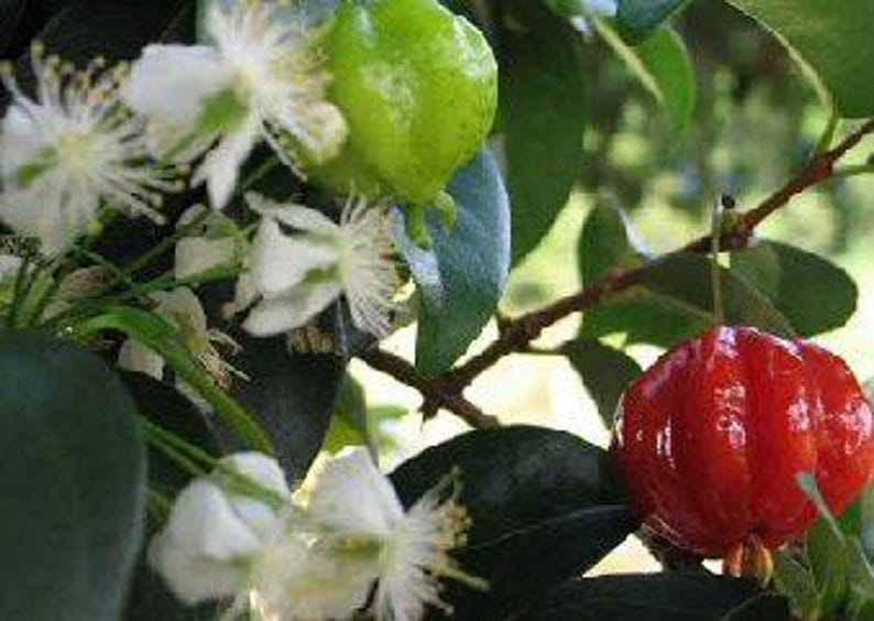 Surinam Cherry Plant - 3 Gal Pot - 2 to 3 Feet Tall - Eugenia uniflora - Edible Fruit Bush