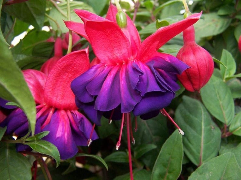 Fuchsia Plant in 6" Pot - 'Voodoo' Variety with Red Sepals & Purple Inner Petals - Fuchsia magellanica