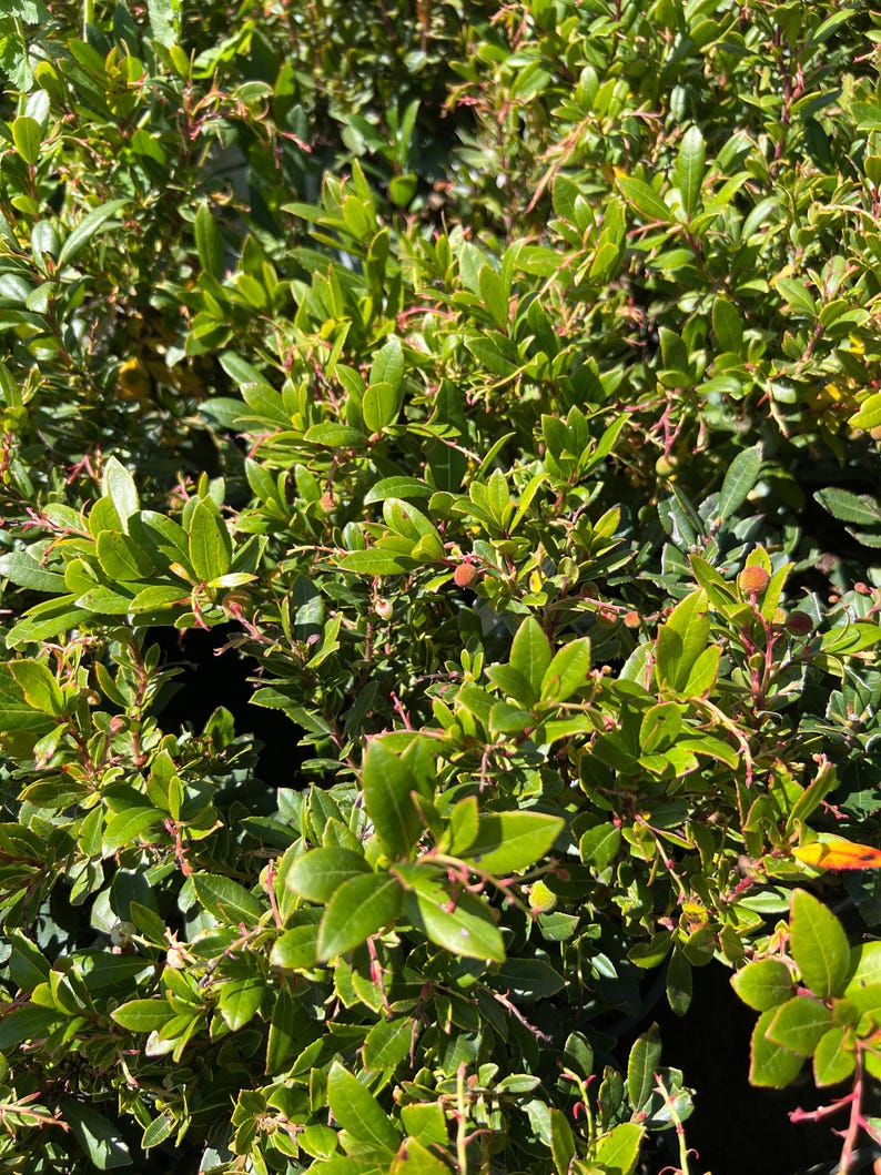 Dwarf Marina Strawberry Tree 1ft Tall in 6" Pot - Unique Small Evergreen Tree (Arbutus unedo)