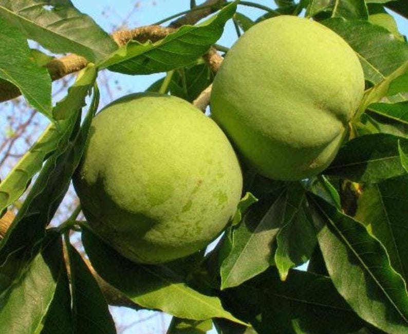 Live White Sapote Plant 1-2ft in 6" Pot - Fresh White Sapote (Casimiroa edulis) for Home Garden