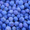 50 Northern HIGHBUSH BLUEBERRY BUSH Vaccinium Fruit Shrub Blue Berry White Flower Seeds
