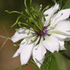 150 NIGELLA Sativa BLACK CUMIN Spice Black Caraway Fennel Flower Herb Seeds