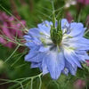 150 NIGELLA Sativa BLACK CUMIN Spice Black Caraway Fennel Flower Herb Seeds