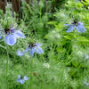 150 NIGELLA Sativa BLACK CUMIN Spice Black Caraway Fennel Flower Herb Seeds