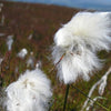 25 TAWNY COTTONGRASS Flower Seeds Eriophorum Virginicum Hare's Tail Cotton Grass Seeds