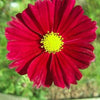 300 Wine Red TETRA VERSAILLES COSMOS Bipinnatus Hummingbird Flower Seeds