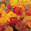 300 BRIGHT LIGHTS COSMOS Mix Mixed Colors Red Orange Yel Bipinnatus Flower Seeds