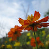 300 BRIGHT LIGHTS COSMOS Mix Mixed Colors Red Orange Yel Bipinnatus Flower Seeds