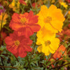 300 BRIGHT LIGHTS COSMOS Mix Mixed Colors Red Orange Yel Bipinnatus Flower Seeds