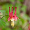 25 CRIMSON STAR COLUMBINE Red & White McKana's Giant Aquilegia Flower Seeds