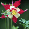 25 CRIMSON STAR COLUMBINE Red & White McKana's Giant Aquilegia Flower Seeds