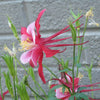 25 CRIMSON STAR COLUMBINE Red & White McKana's Giant Aquilegia Flower Seeds
