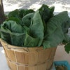 1500 MORRIS HEADING COLLARDS Collard Green Brassica Oleracea Vegetable Seeds