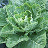 1500 MORRIS HEADING COLLARDS Collard Green Brassica Oleracea Vegetable Seeds