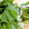 1500 MORRIS HEADING COLLARDS Collard Green Brassica Oleracea Vegetable Seeds