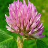 1500 RED CLOVER Monarchs Trifolium Pratense Rose Mauve Flower Ground Cover Seeds