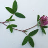 1500 RED CLOVER Monarchs Trifolium Pratense Rose Mauve Flower Ground Cover Seeds