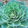 500 COPENHAGEN MARKET Early CABBAGE Heirloom Brassica Oleracea Vegetable Seeds