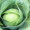500 COPENHAGEN MARKET Early CABBAGE Heirloom Brassica Oleracea Vegetable Seeds