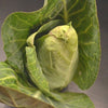 300 CHARLESTON WAKEFIELD CABBAGE Heirloom Cone Brassica Oleracea Vegetable Seeds