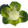 300 CHARLESTON WAKEFIELD CABBAGE Heirloom Cone Brassica Oleracea Vegetable Seeds