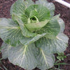 300 CHARLESTON WAKEFIELD CABBAGE Heirloom Cone Brassica Oleracea Vegetable Seeds