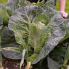 300 CHARLESTON WAKEFIELD CABBAGE Heirloom Cone Brassica Oleracea Vegetable Seeds