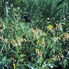 100 PRAIRIE BROME Arctic Brome Ornamental Grass Bromus Kalmii Seeds