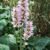 100 BRIDAL WREATH White & Pink Francoa Appendiculata Flower Seeds for Part Shade