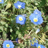 25 BLUE CHILEAN BELLFLOWER Nolana Paradoxa Succulent Ground Cover Flower Seeds