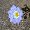25 BLUE CHILEAN BELLFLOWER Nolana Paradoxa Succulent Ground Cover Flower Seeds